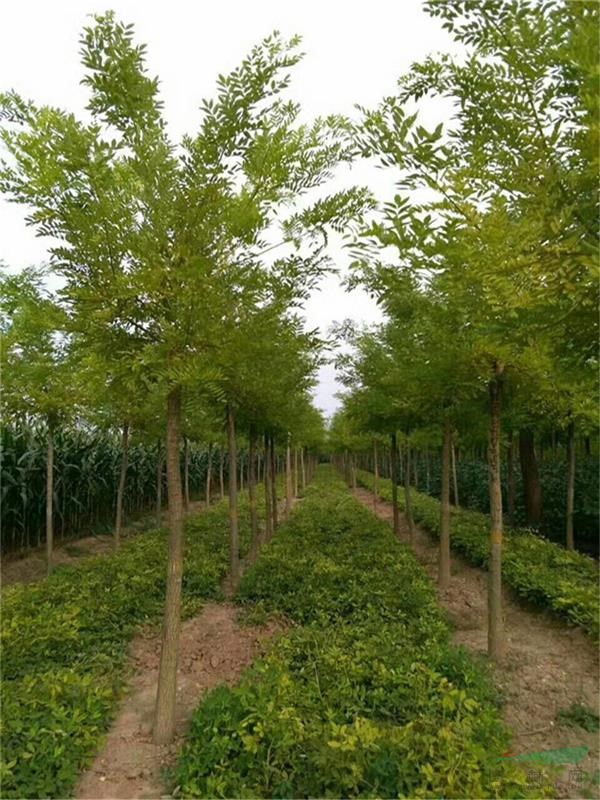 供應全國大的黃金槐種植基地黃金槐哪里多便宜