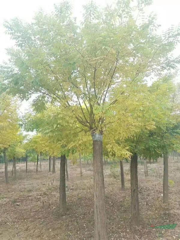 供應全國大的黃金槐種植基地黃金槐哪里多便宜