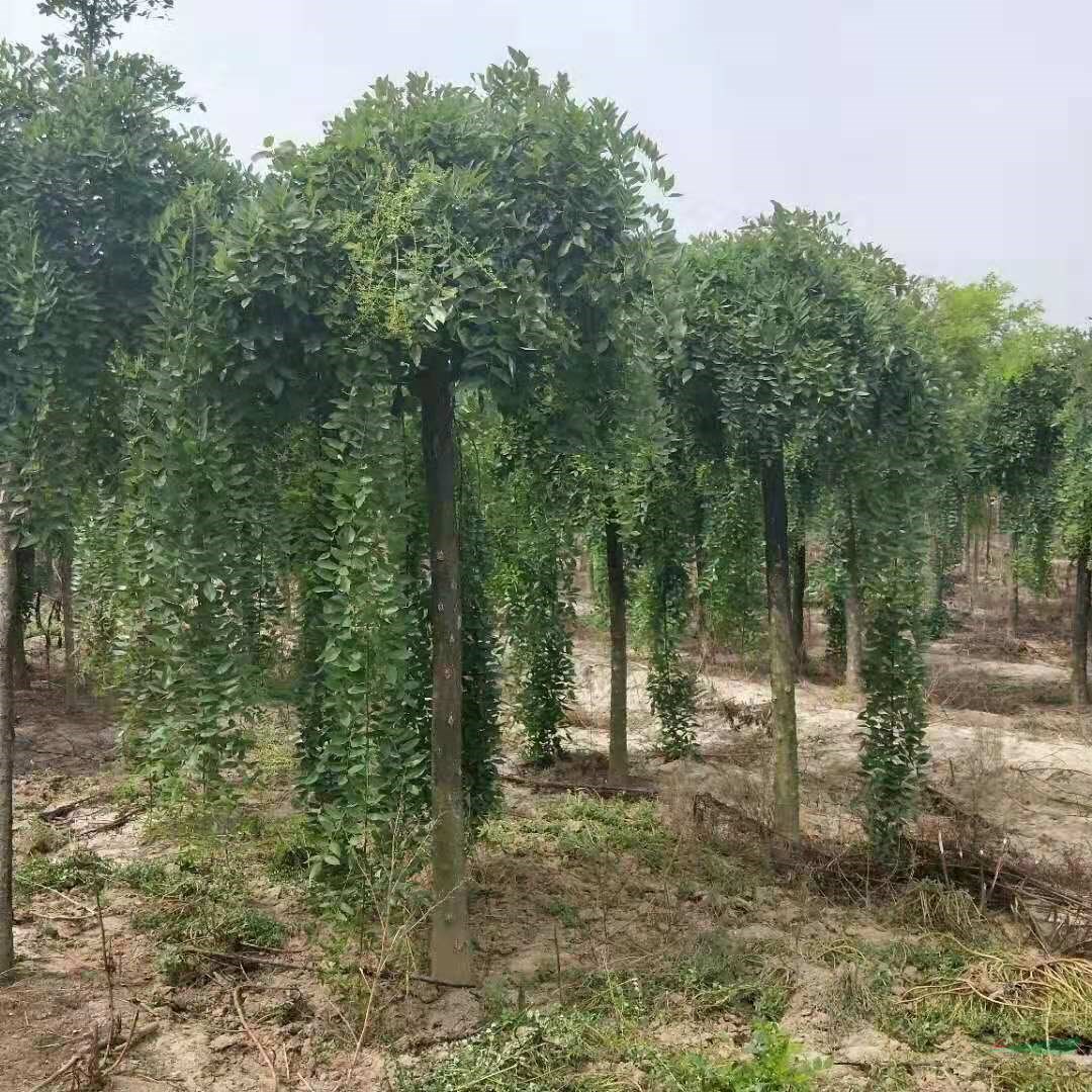 龍爪槐2020年批發(fā)價格山東哪里龍爪槐栽植數(shù)量大