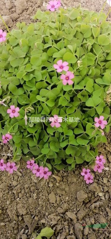 紅花草