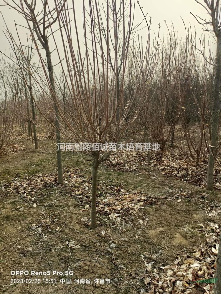 河南地區(qū)供應(yīng)3～6臘梅