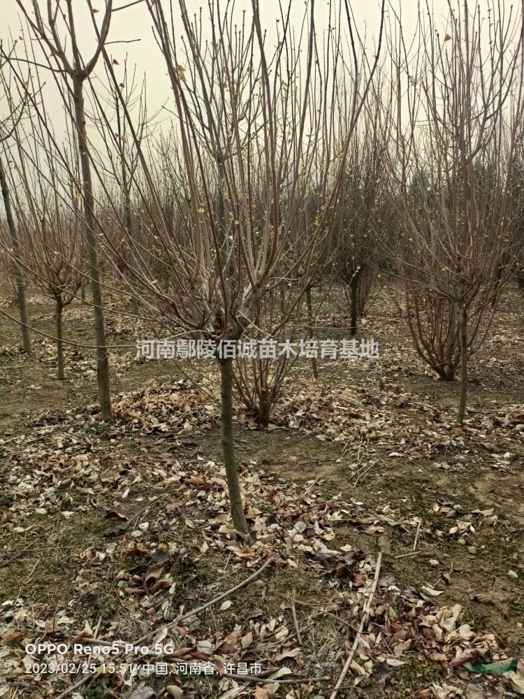 河南地區(qū)供應(yīng)3～6臘梅
