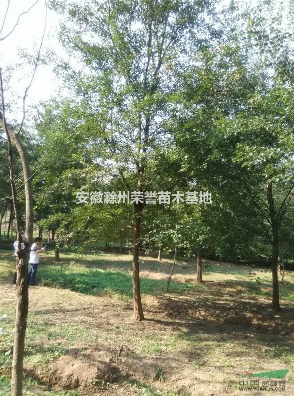 安徽三角楓基地、滁州三角楓報(bào)價(jià)