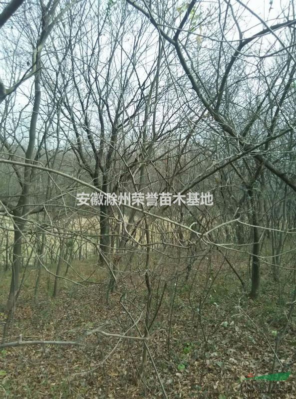 供應(yīng)黃連木、滁州黃連木報價