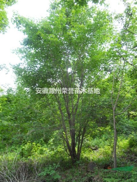 安徽蒙古櫟、滁州蒙古櫟供應(yīng)