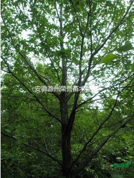滁州叢生蒙古櫟、8、10、12、15公分蒙古櫟