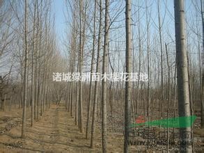 今年山東速生楊怎么賣？山東107速生楊批發(fā)哪里價格便宜？