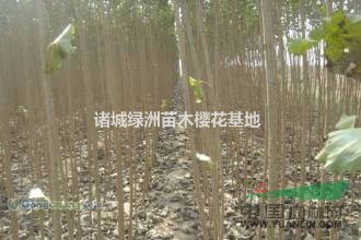 今年山東速生楊怎么賣？山東107速生楊批發(fā)哪里價格便宜？