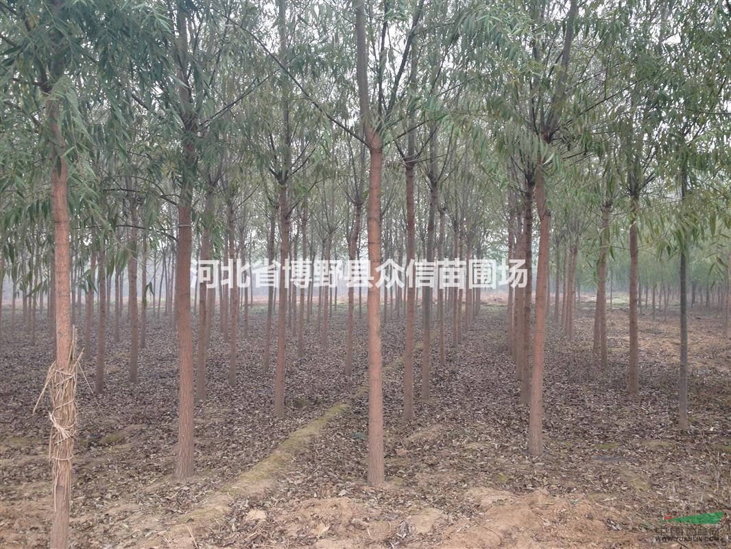 供應(yīng)8公分旱柳—8公分旱柳價(jià)格—河北柳樹(shù)價(jià)格