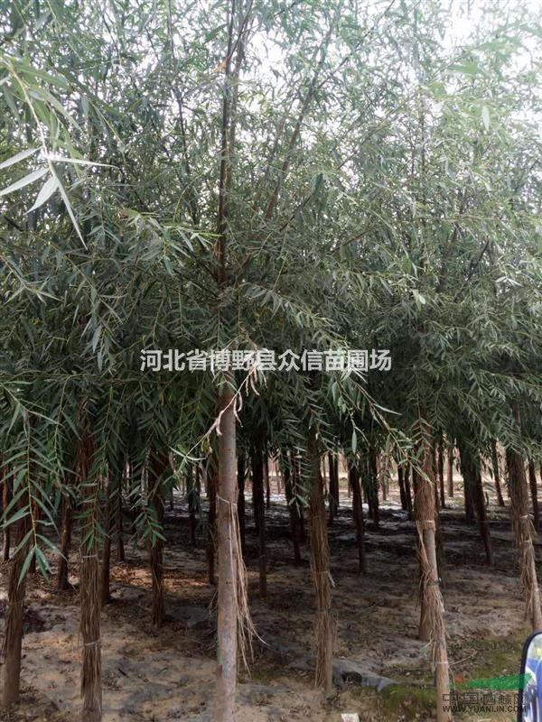 供應(yīng)8公分旱柳—8公分旱柳價(jià)格—河北柳樹(shù)價(jià)格