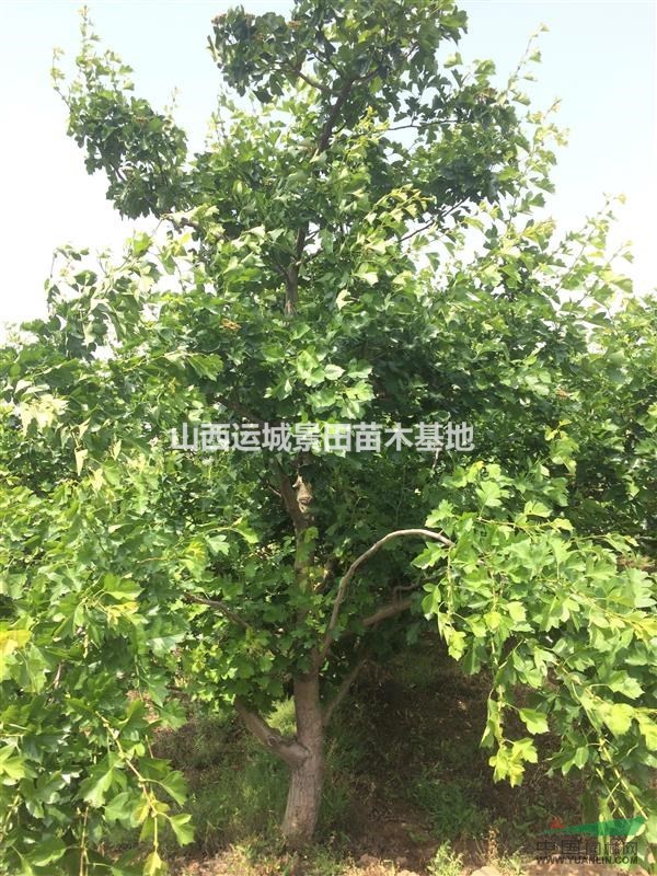 山西地區(qū)供應(yīng)地徑1-30公分山楂樹·1-30公分山楂苗價(jià)格