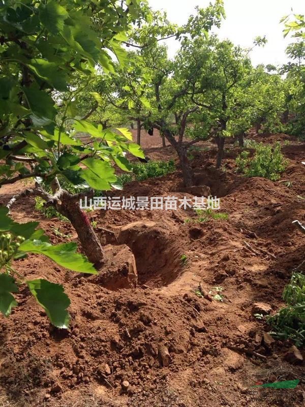 全冠山楂樹圖片·15公分全冠山楂樹價格·18公分山楂樹產地
