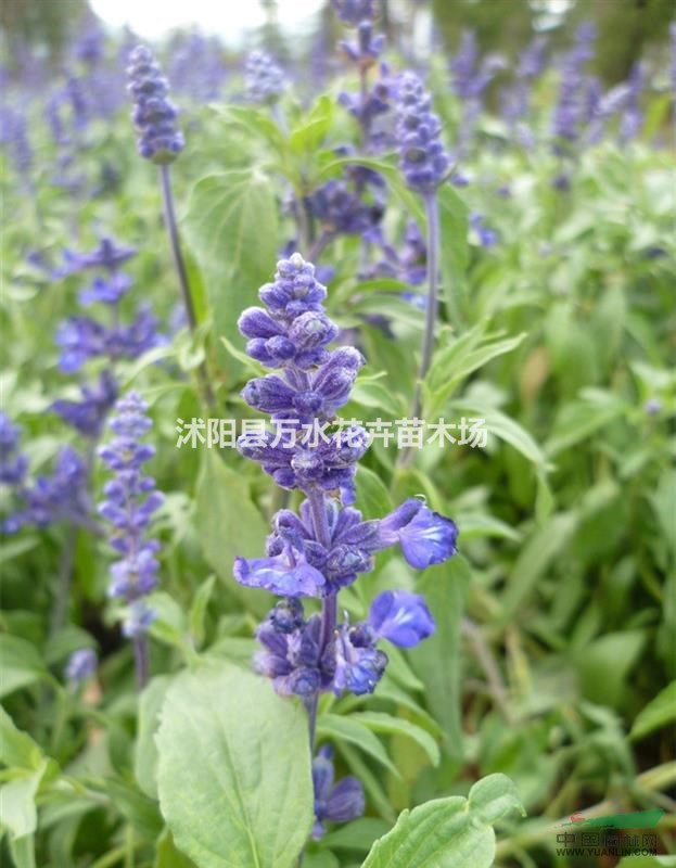 鼠尾草花苗，鼠尾草植物，鼠尾草盆栽，鼠尾草