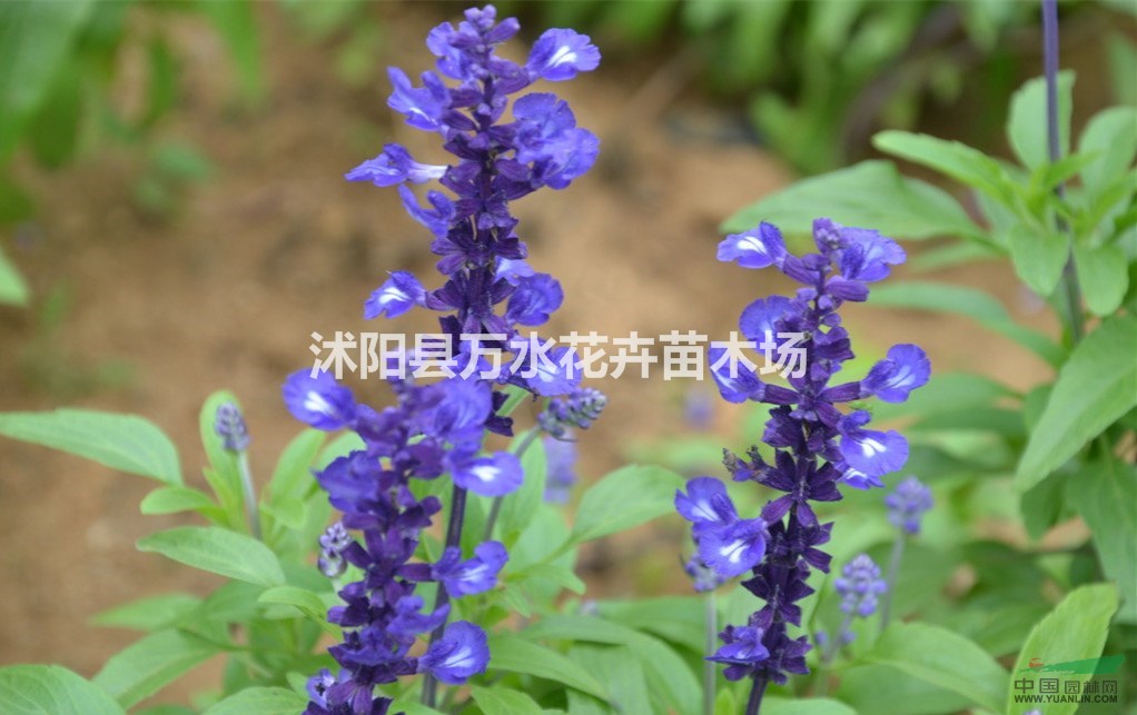 鼠尾草花苗，鼠尾草植物，鼠尾草盆栽，鼠尾草