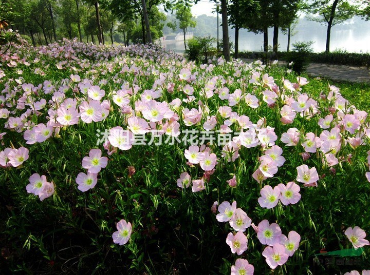 地被植物，觀賞草花，美麗月見草苗，美麗月見草