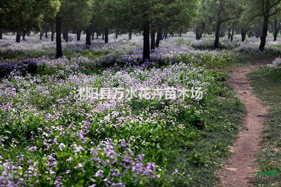 二月蘭，地被植物，觀賞草花，二月蘭盆栽苗