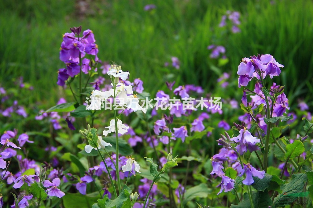二月蘭，地被植物，觀賞草花，二月蘭盆栽苗