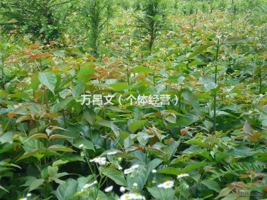 供南方紅豆杉苗