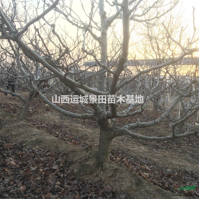 13公分山楂樹14公分山楂樹·出售15公分山楂樹山西批發價格