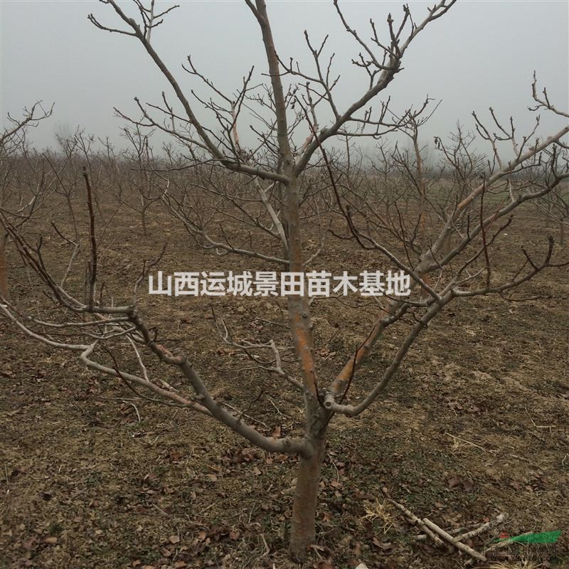 13公分山楂樹14公分山楂樹·出售15公分山楂樹山西批發價格