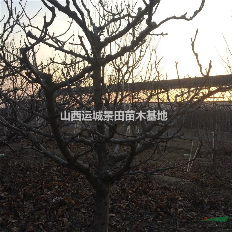 13公分山楂樹14公分山楂樹·出售15公分山楂樹山西批發價格