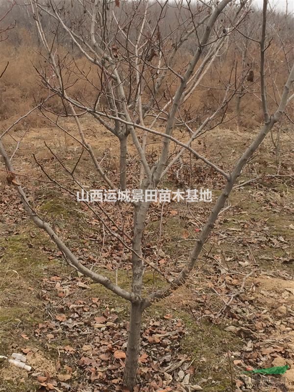 現(xiàn)在15公分山楂樹·15公分山楂樹現(xiàn)在價格山西最新山楂樹報價
