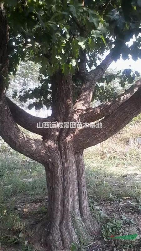 哪有山楂樹？山西山楂樹價格·3-15公分山楂樹多少錢？