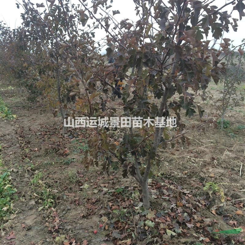 山楂苗幾年掛果？3公分掛果山楂樹·3公分結果山楂樹價格圖片