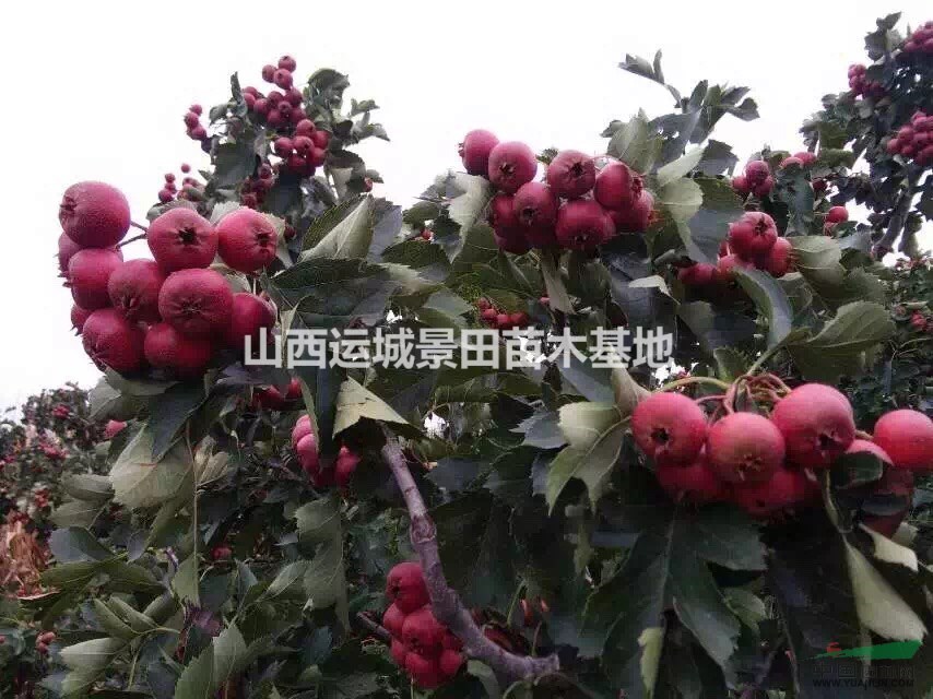 山楂苗幾年掛果？3公分掛果山楂樹·3公分結果山楂樹價格圖片
