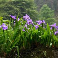 蝴蝶蘭\蘭花鳶尾，；蘭花草報(bào)價(jià)