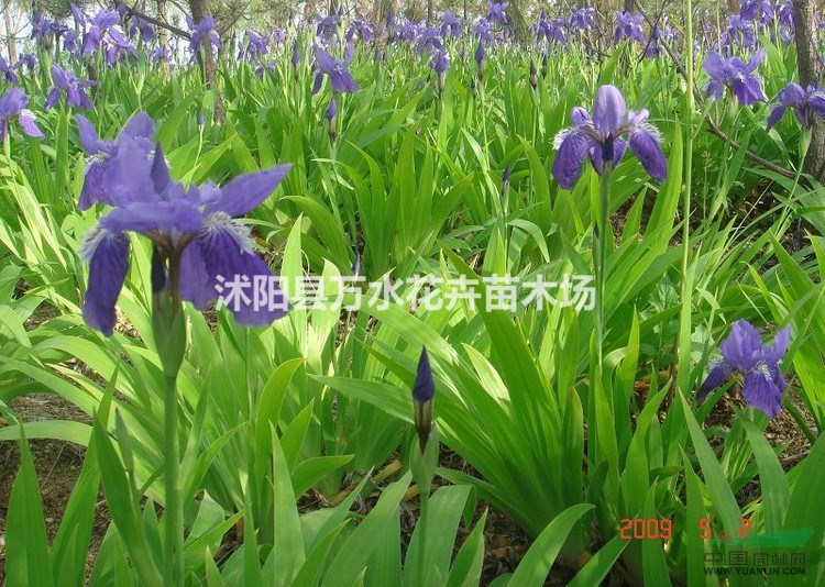 蝴蝶蘭\蘭花鳶尾，；蘭花草報價