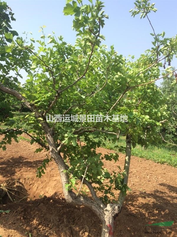 山楂樹(shù)·山楂樹(shù)價(jià)格·山楂樹(shù)多少錢(qián)？哪里有山楂樹(shù)賣(mài)？山西山楂樹(shù)
