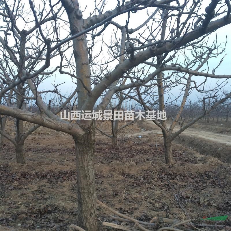 15公分淘汰山楂樹價格·15公分淘汰山楂樹圖片·占地山楂樹