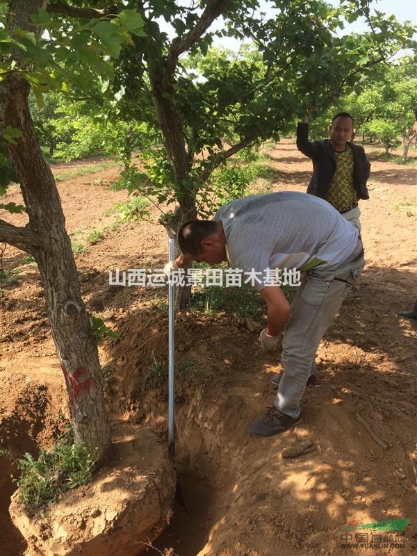 山楂樹價格150元地徑15公分冠幅300公分·最新山楂樹價格