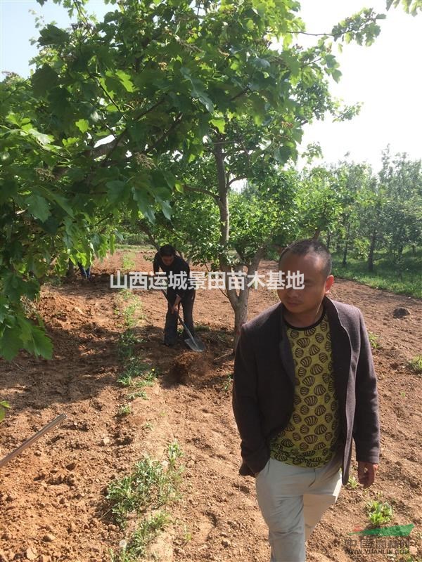 供應最新5-15公分山楂樹·最新30公分山楂樹價格出售詳情