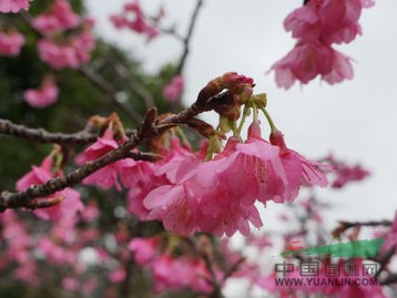 供应纯正中国樱花品种福建山樱钟花樱寒绯樱云南樱花中国红