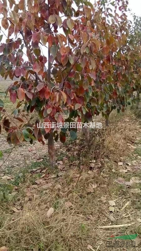 最新柿子樹·最新柿子樹價(jià)格·最新柿子樹相關(guān)產(chǎn)品信息詳情