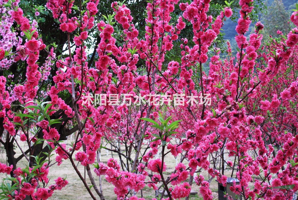 碧桃苗，碧桃，龍柱碧桃，各種規(guī)格報(bào)價(jià)