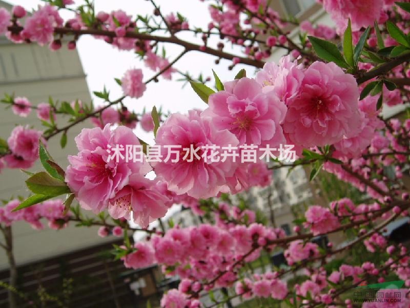 碧桃苗，碧桃，龍柱碧桃，各種規(guī)格報(bào)價(jià)