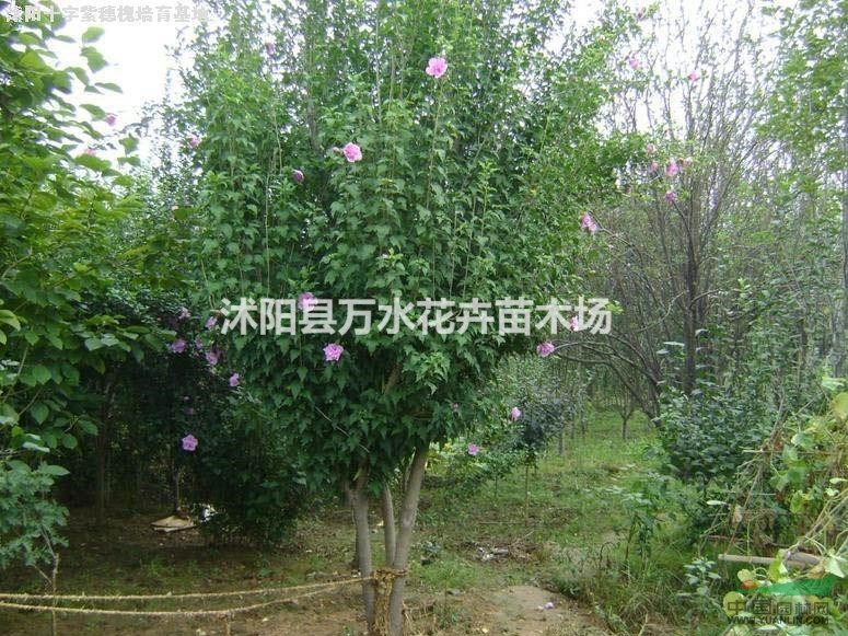 木槿，木槿樹，木槿小苗，木槿樹樁，