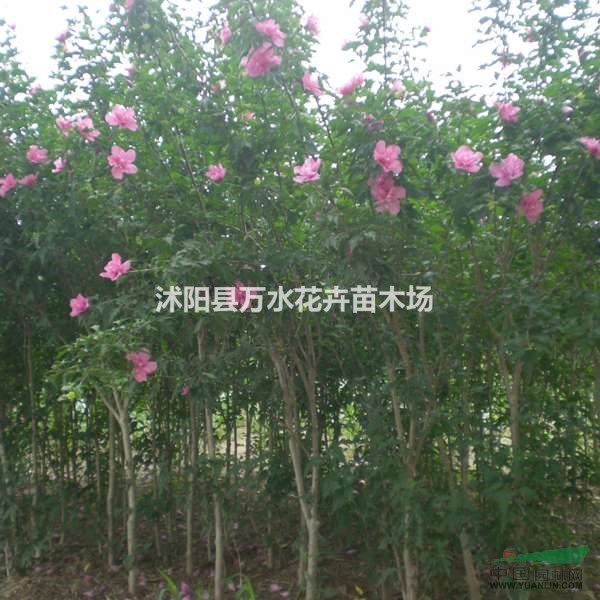 木槿，木槿樹，木槿小苗，木槿樹樁，