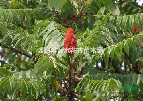 火炬，火炬樹(shù)，火炬苗