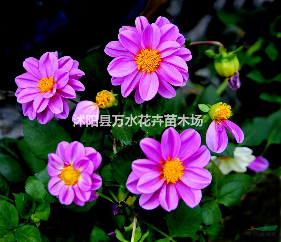 小麗花，小麗菊，小麗花苗江蘇最低價(jià)出售