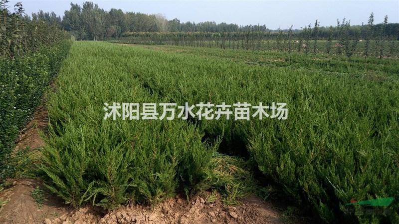 龍柏苗，龍柏球，龍柏樹，龍柏造型