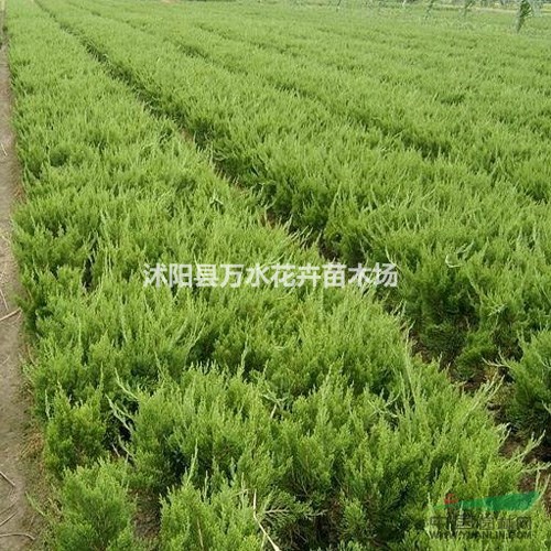 龍柏苗，龍柏球，龍柏樹，龍柏造型