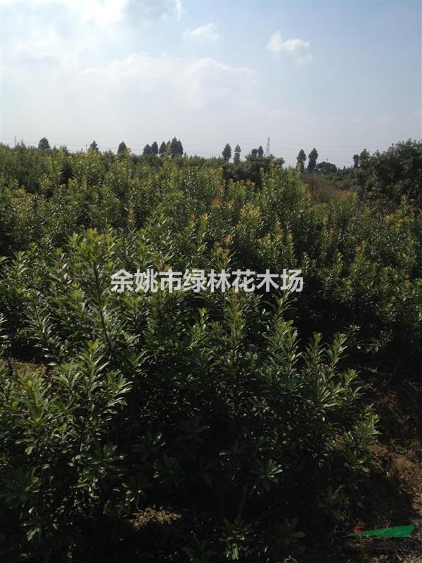 出售3公分楊梅樹（量大）