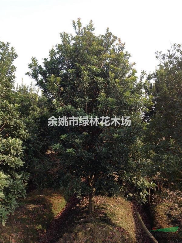 長期出售楊梅樹工程苗