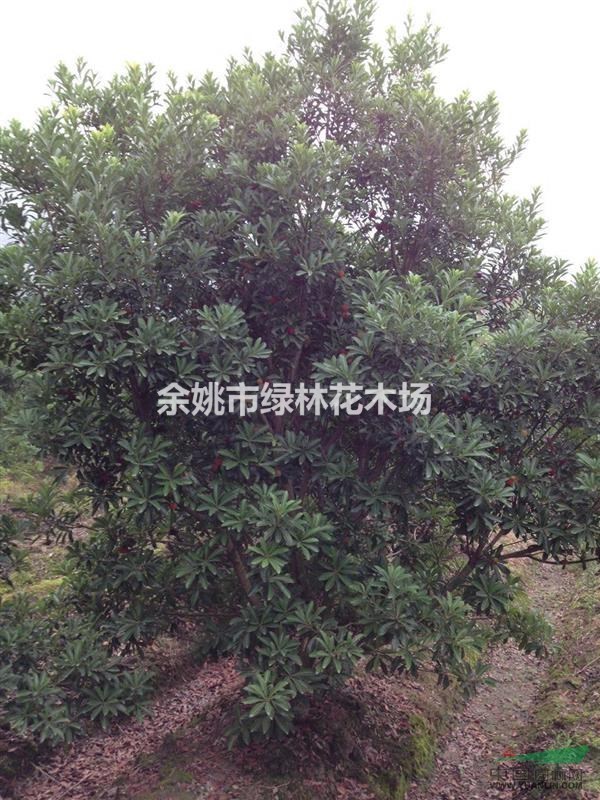 長期出售楊梅樹工程苗