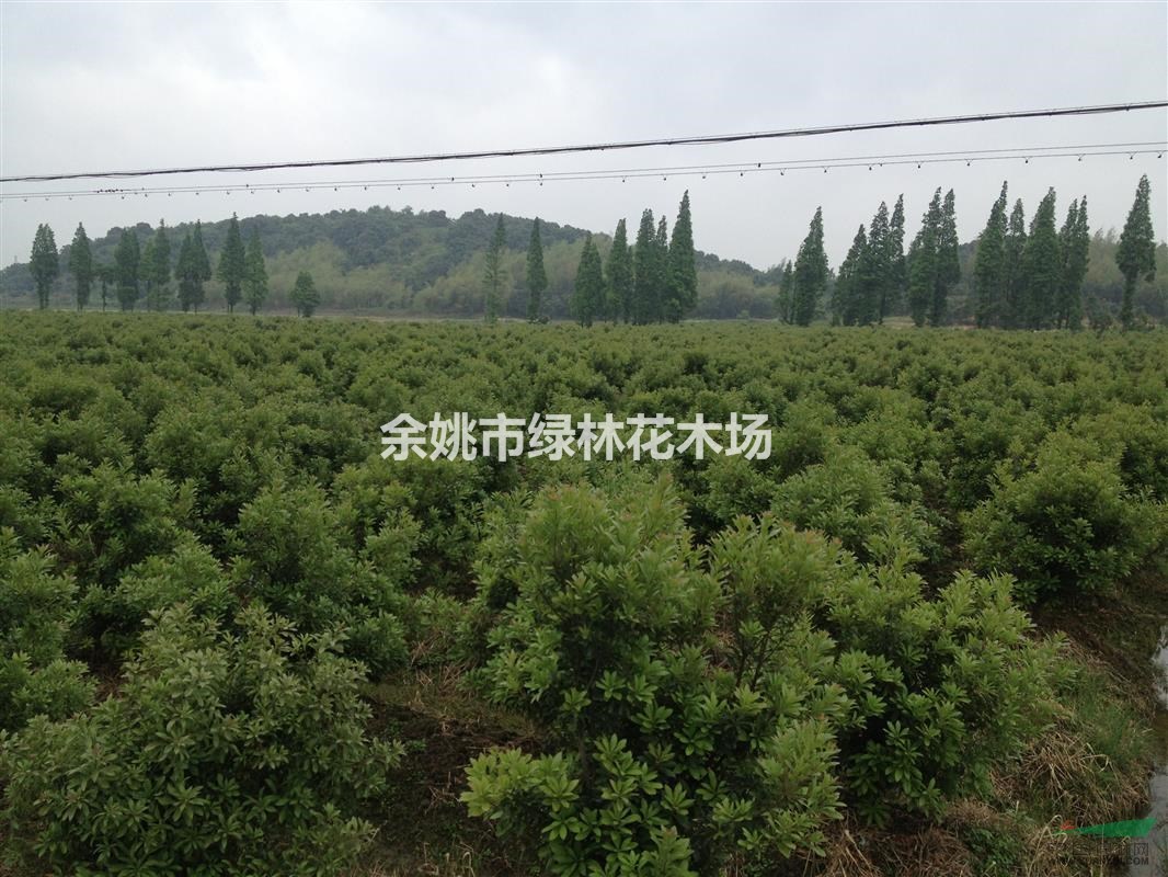 楊梅樹經(jīng)濟(jì)林果苗（推薦荒山種植、苗圃育苗）