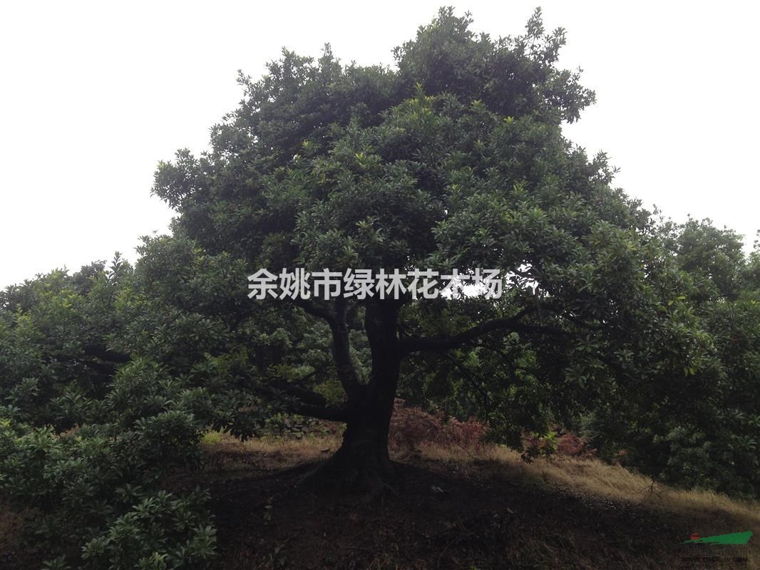 楊梅樹經(jīng)濟(jì)林果苗（推薦荒山種植、苗圃育苗）